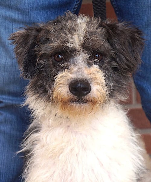 BANJO - Poodle (unknown type) / Portuguese Water Dog available for adoption