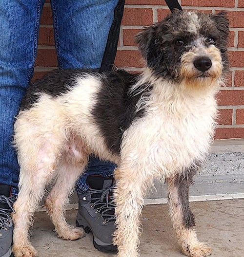 BANJO - Poodle (unknown type) / Portuguese Water Dog available for adoption