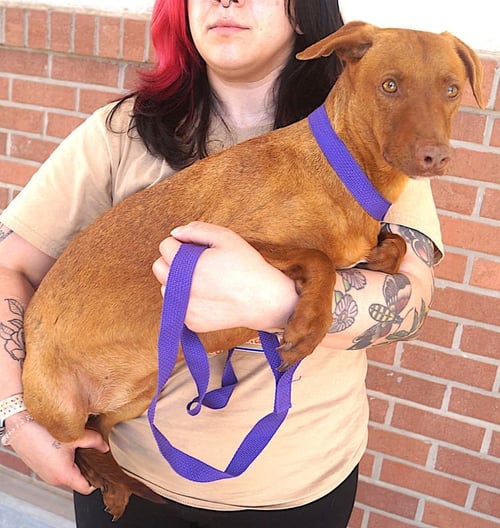 MULATA - Hound available for adoption