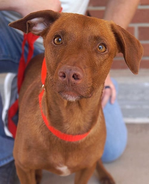 MULATA - Hound available for adoption