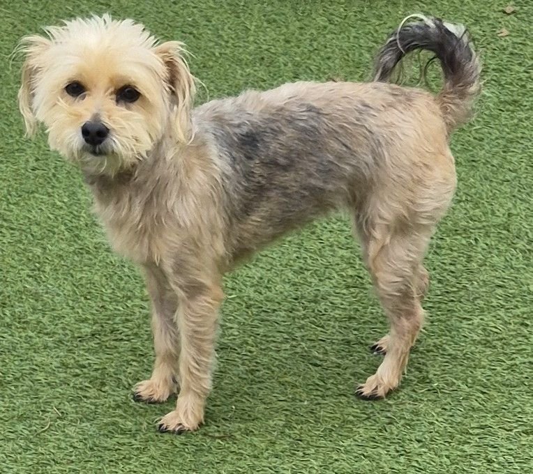 FREDDY - Yorkshire Terrier Yorkie available for adoption
