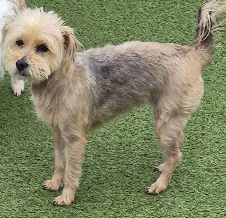 FREDDY - Yorkshire Terrier Yorkie available for adoption