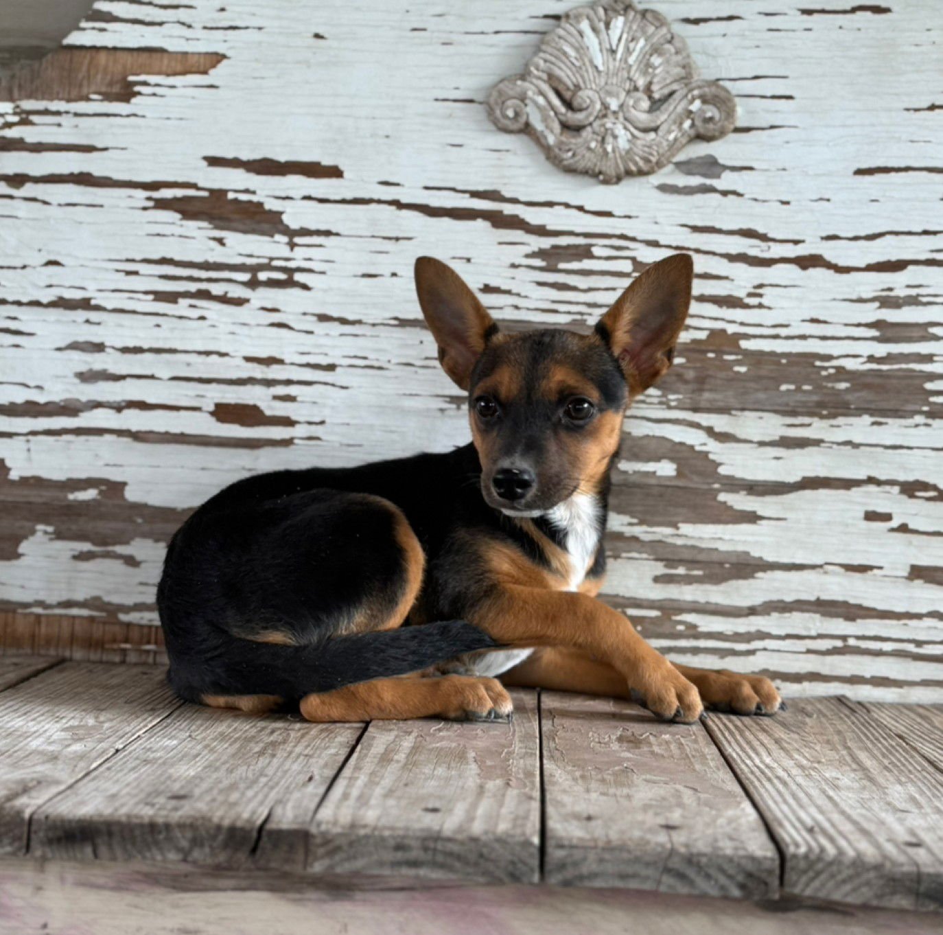 ELLE - Miniature Pinscher / Chihuahua available for adoption