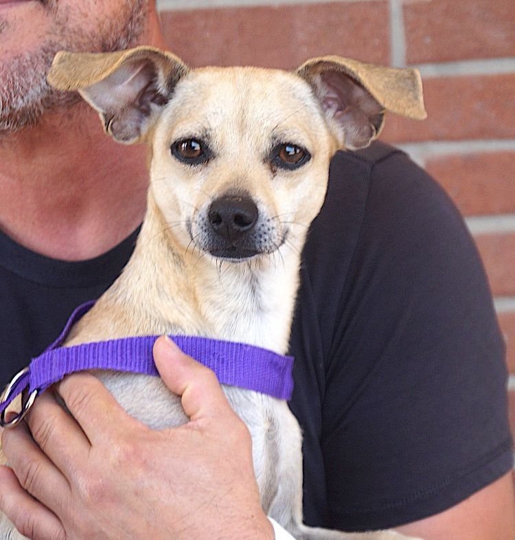 CHER - Chihuahua for adoption in Carrollton