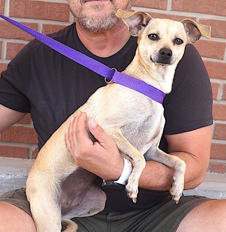 CHER - Chihuahua available for adoption