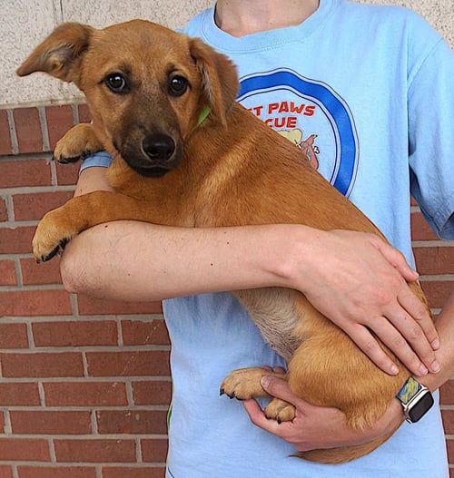 ELENA - Dachshund available for adoption
