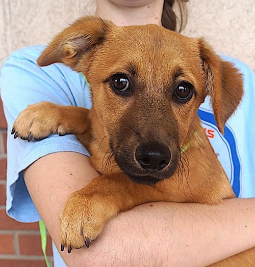 ELENA - Dachshund available for adoption