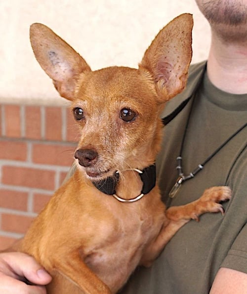 CLARA - Chihuahua available for adoption