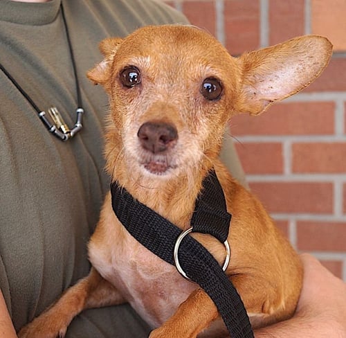 CLARA - Chihuahua available for adoption