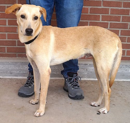 BUDDY - Golden Retriever / Labrador Retriever available for adoption