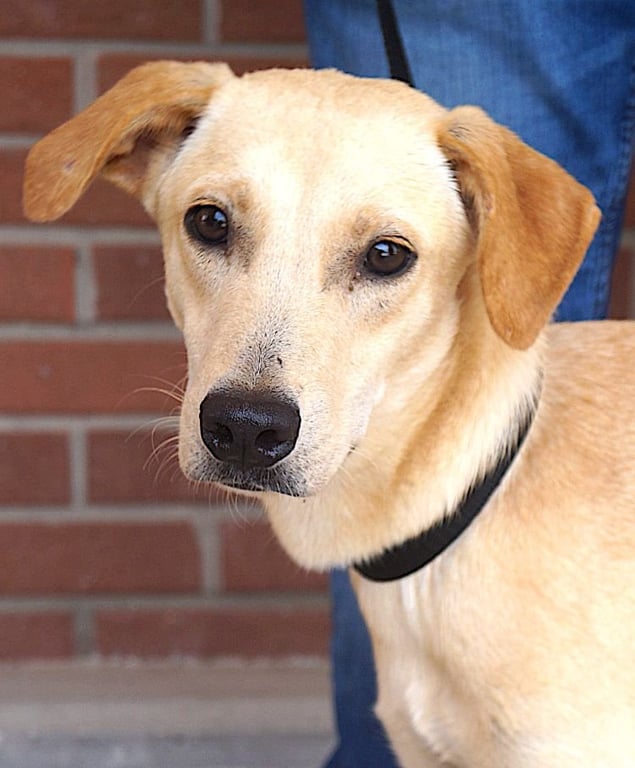Buddy Image