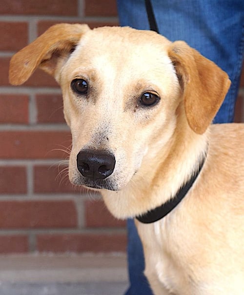 BUDDY - Golden Retriever / Labrador Retriever available for adoption