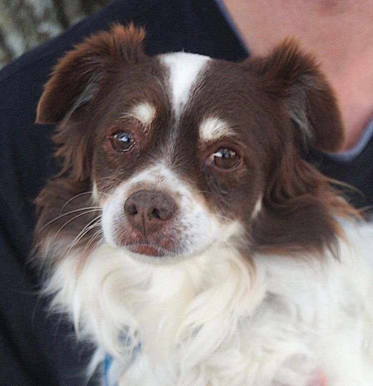 NICKY - Spaniel available for adoption