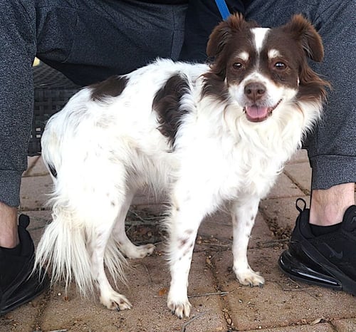 NICKY - Spaniel available for adoption