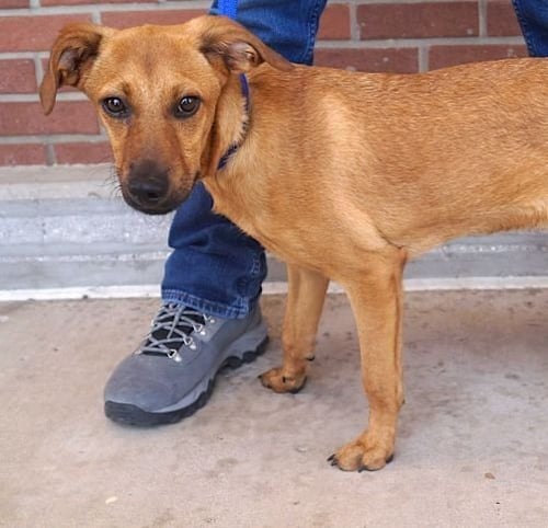 ERIKA - Labrador Retriever available for adoption