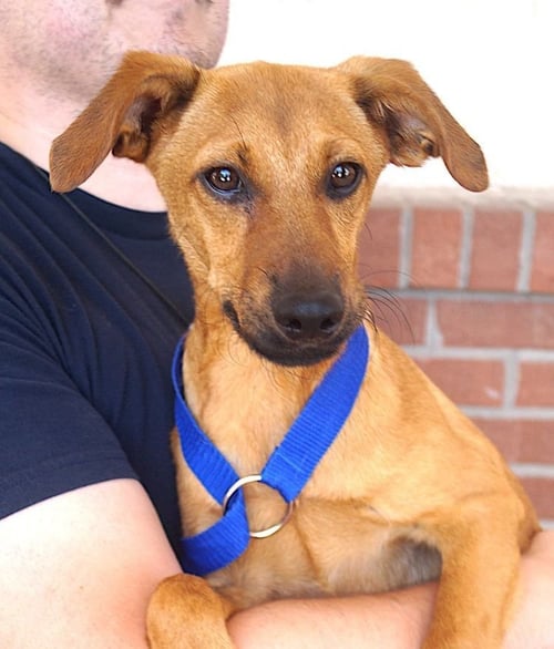 ERIKA - Labrador Retriever available for adoption