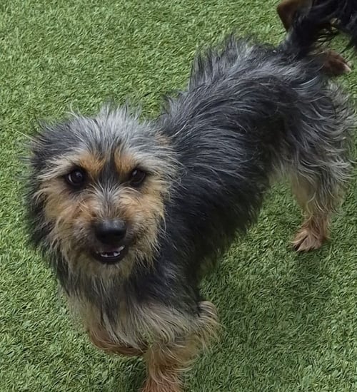 CRYSTAL - Yorkshire Terrier Yorkie available for adoption