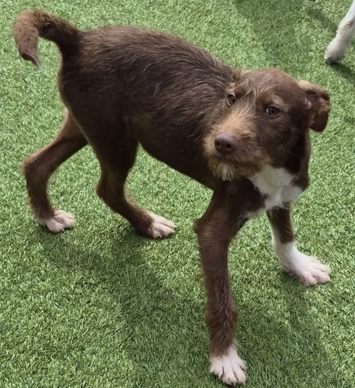 KEVIN - Schnauzer for adoption in Lewisville