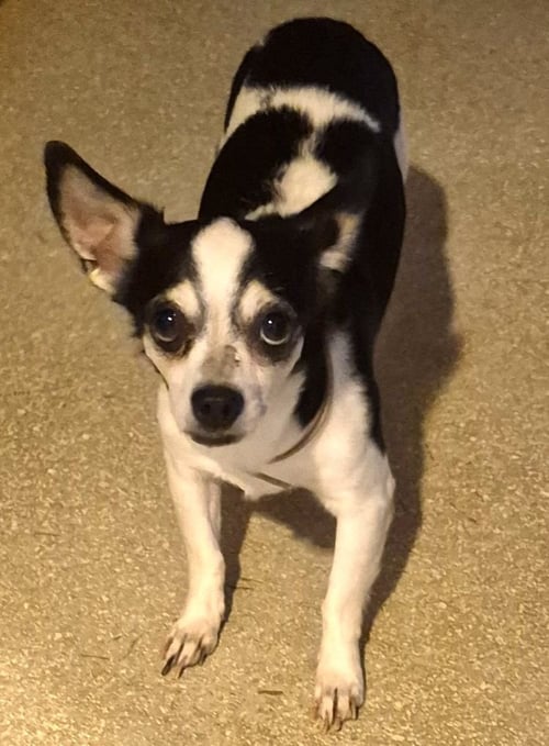 PARKER - Chihuahua / Rat Terrier available for adoption