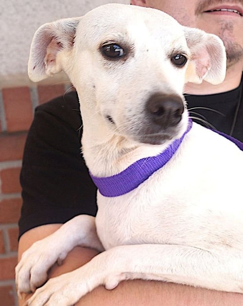 JAZZY - Labrador Retriever available for adoption
