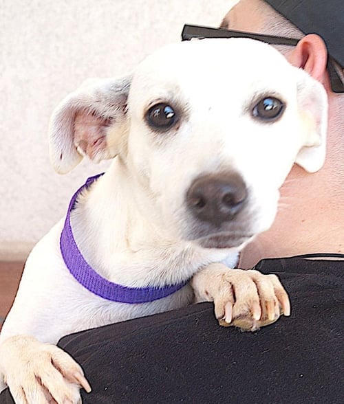 JAZZY - Labrador Retriever available for adoption