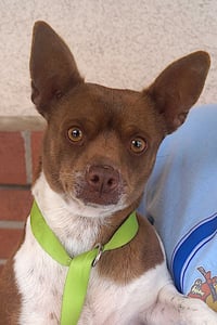Roscoe - Photo 1