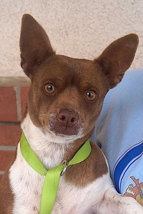 ROSCOE - Jack Russell Terrier / Chihuahua available for adoption