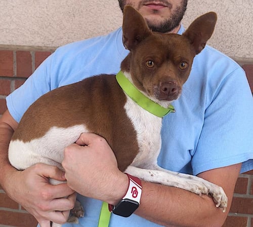 ROSCOE - Jack Russell Terrier / Chihuahua available for adoption