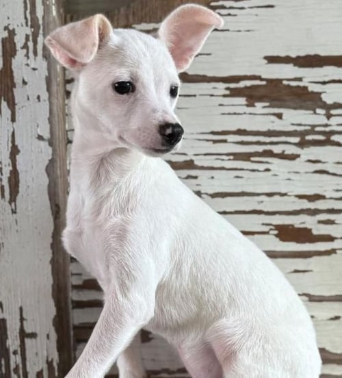 COLE - Chihuahua for adoption in Lewisville