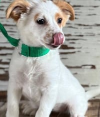 Frannie - Photo 1