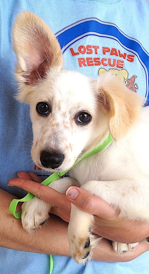 FRANNIE - Jack Russell Terrier available for adoption