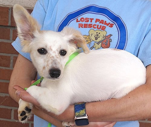 FRANNIE - Jack Russell Terrier available for adoption