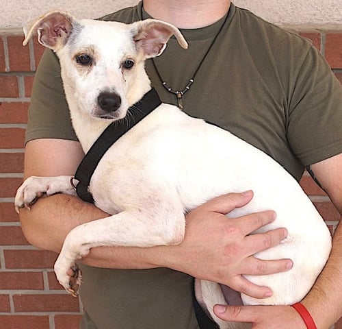 CLASSI - Labrador Retriever available for adoption