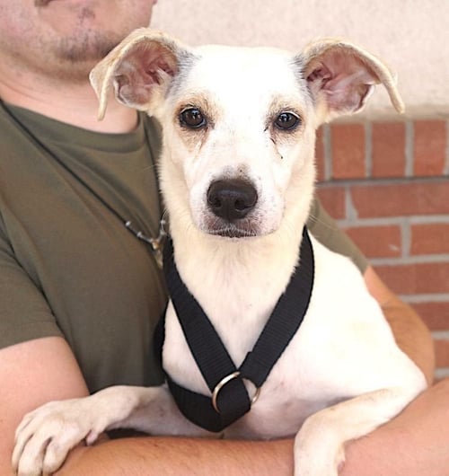 CLASSI - Labrador Retriever available for adoption
