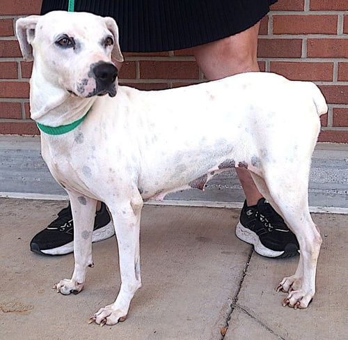 CHELSEA - Boxer available for adoption