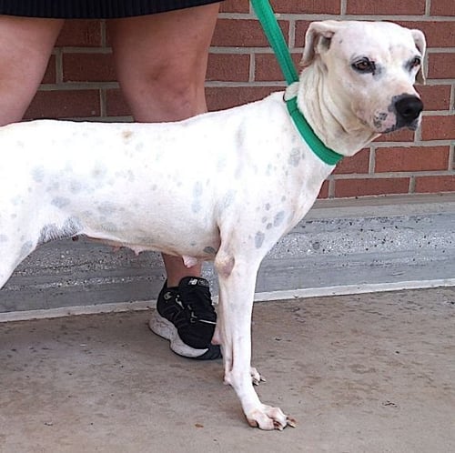 CHELSEA - Boxer available for adoption