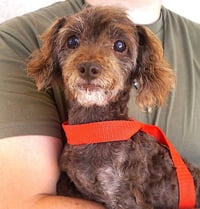 Gertie - Photo 1