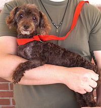 Gertie - Photo 2