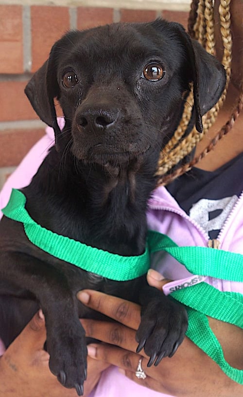 TOM - Chihuahua / Dachshund available for adoption