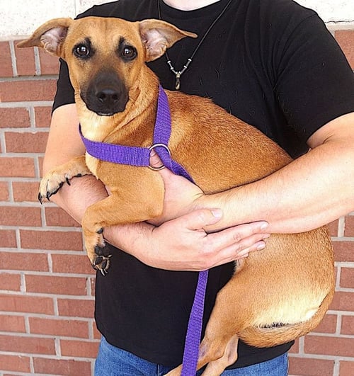 MARTHA - Dachshund / Terrier available for adoption