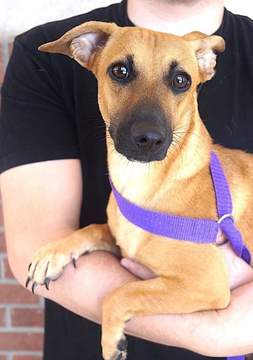 MARTHA - Dachshund / Terrier available for adoption