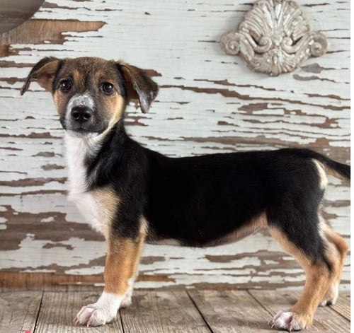 ADA - Shepherd for adoption in Lewisville