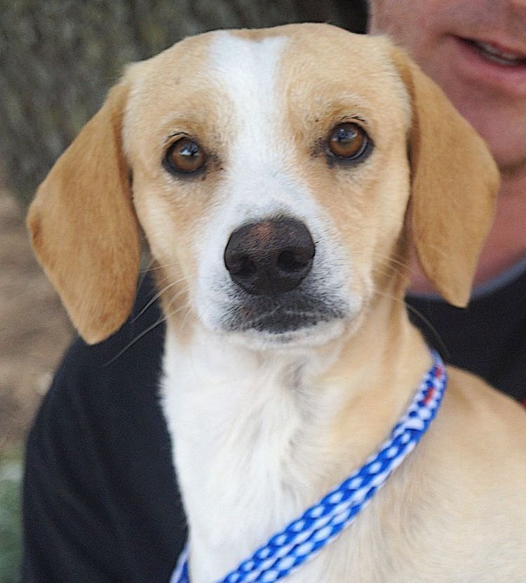 VIRGIL - Jack Russell Terrier available for adoption