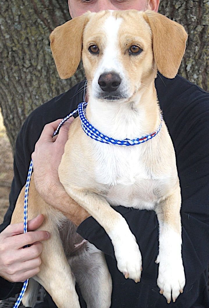 VIRGIL - Jack Russell Terrier available for adoption