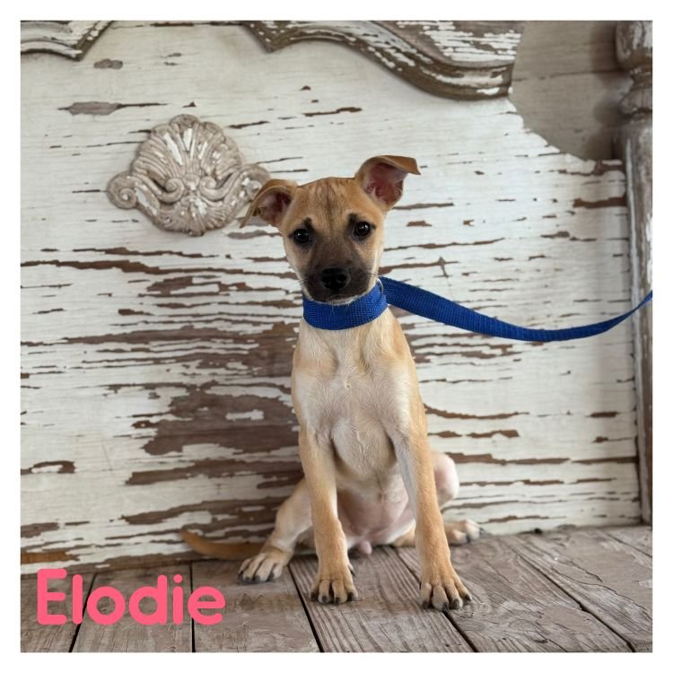 ELODIE - Shepherd for adoption in Lewisville