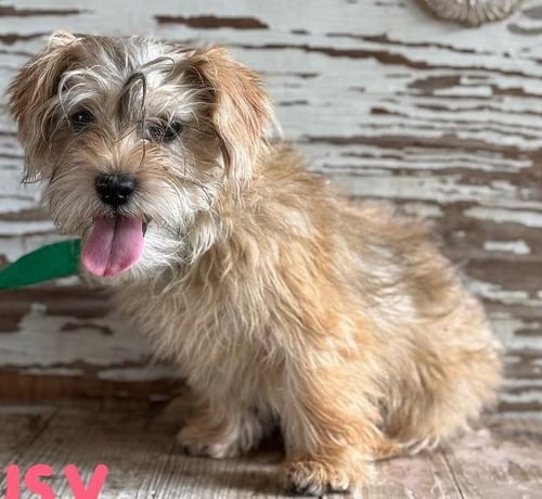 SUSY - Cairn Terrier available for adoption