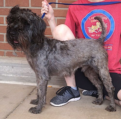 MAXIMUS - Schnauzer available for adoption