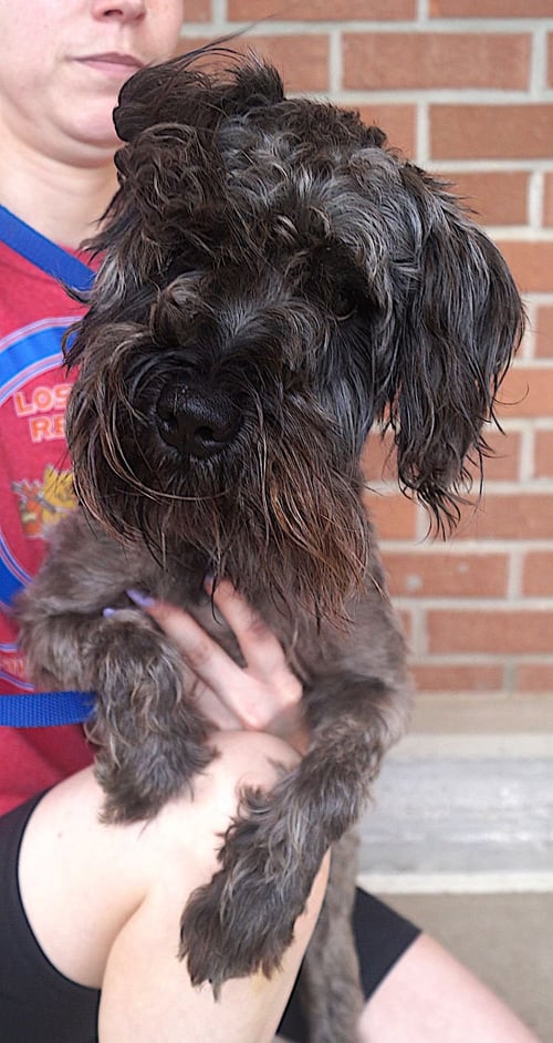 MAXIMUS - Schnauzer available for adoption