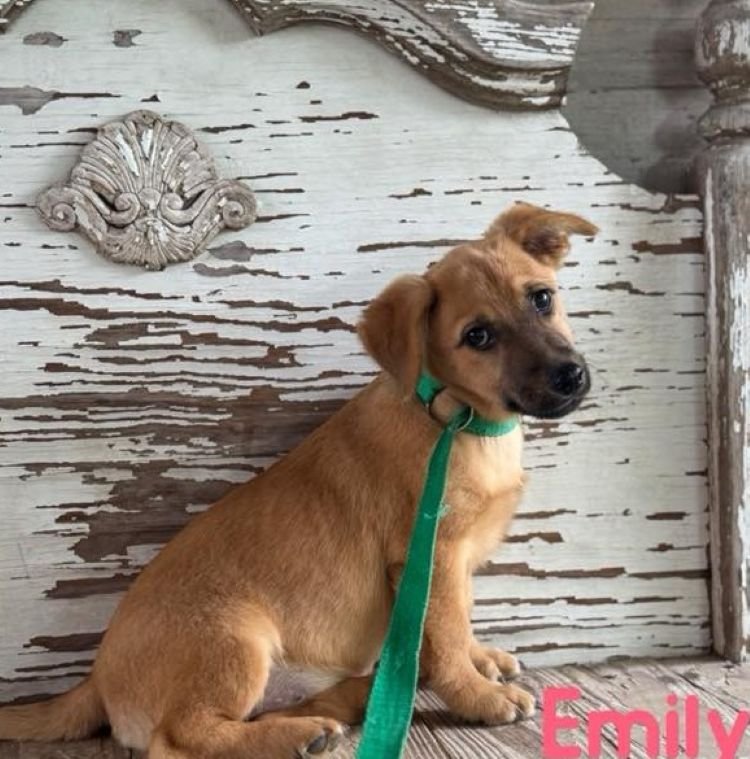 Emily Image