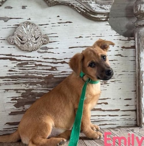 EMILY - Dachshund available for adoption